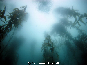 Kelp forest, Fortescue Bay, Tasmania by Catherine Marshall 